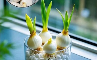 水培郁金香种球为何不发芽？