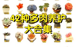 多肉富士怎么养？关键技巧有哪些？