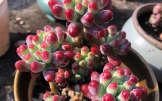 多肉室外温差多少可以