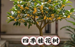 盆栽桂花土怎么配比例最合适？
