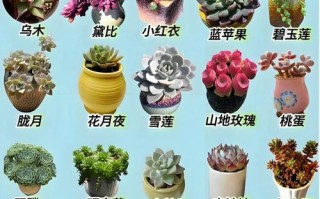 多肉秋季施肥怎么才正确？