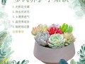 多肉的花瓣盆栽怎么养