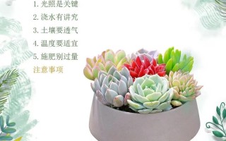 多肉的花瓣盆栽怎么养