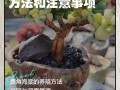 鹿角海棠浇水到底有哪些禁忌？