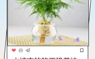 水培为何也算一种繁殖方式？