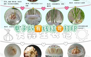 水培大蒜在家怎么操作？