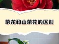 茶花地栽盆栽，哪种更适合生长？