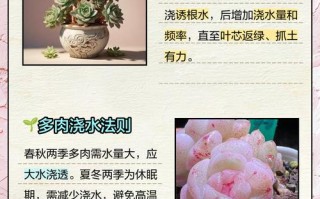4月后多肉怎么养？夏季安全度夏技巧？