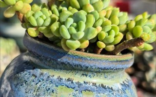 多肉凝脂莲怎么养才出状态？