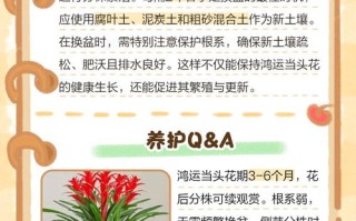 鸿运当头花能水培吗？