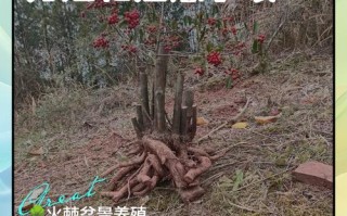 火棘盆栽冬天如何养护？