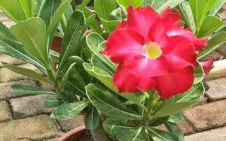 沙漠玫瑰多肉美图，如何养护出这般姿态？