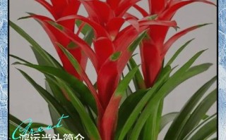 盆栽鸿运当头怎么分株