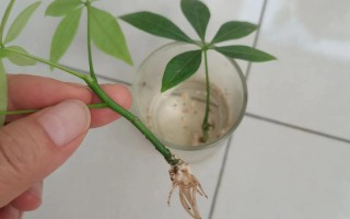 水培发财树根怎么修剪才合适？