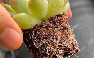 多肉木质根系如何促生根？