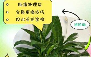 土培白掌烂根后如何改水培？