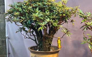 盆栽马樱花的养殖方法