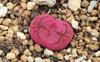 圆锥石头花能盆栽吗？养护技巧有哪些？