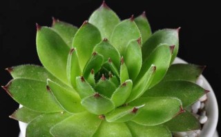 多肉盆栽荷花为何如此独特？