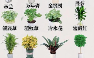 盆栽种植有哪些关键注意事项？