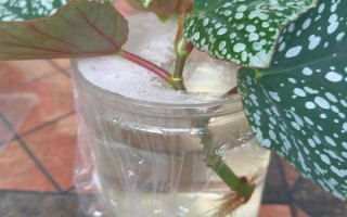 秋季水培植物怎么扦插？