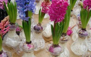 风信子水培多久换一次水？