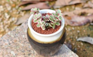 多肉雅乐之舞蚜虫怎么治？