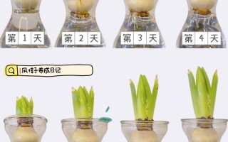 风信子水培转土培怎么活？