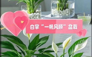 水培白掌花小怎么办？