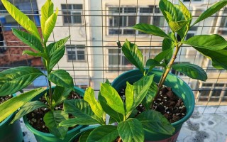 冬季水培栀子花如何修剪？