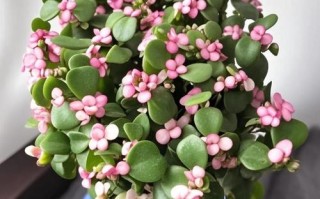 雅乐之舞多肉怎么养？新手必看种植技巧！