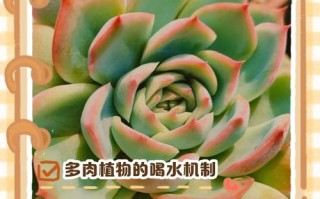 多肉到底能存多少水？