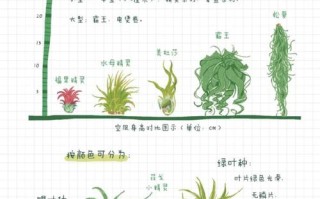 凤梨水培长期养护怎么做？