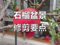 盆栽花石榴结果该剪掉吗？