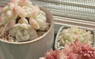 多肉几天浇水一次？干透再浇？