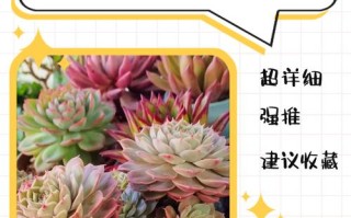 冬天刚种多肉多久浇一次水？