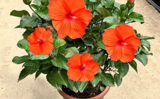 盆栽朱槿花怎么养才好？