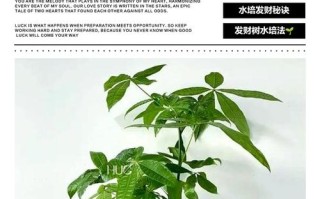 水培发财树能转土培吗？