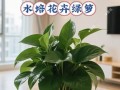 水培绿萝放房间安全吗？