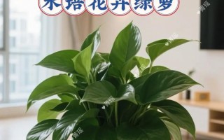 水培绿萝放房间安全吗？