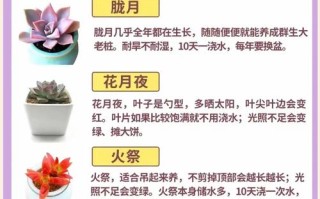 多肉种植到底啥时候该浇水？
