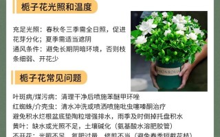 水培栀子花夏天怎么养？