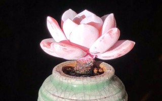 雪莲多肉幼苗养护要注意哪些？