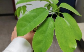 鹅掌柴水培白絮是生根还是病变？