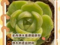 多肉状态不同，浇水咋判断？