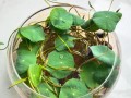 水培碗莲放什么药片合适？