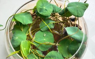 水培碗莲放什么药片合适？