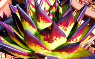 乌木盆栽适配哪些花卉？