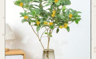 桂花烂根后能水培救活吗？