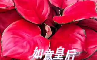 盆栽中国红如何养出如意姿态？